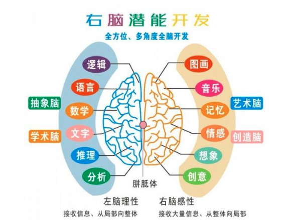 引领右脑 引领右脑
